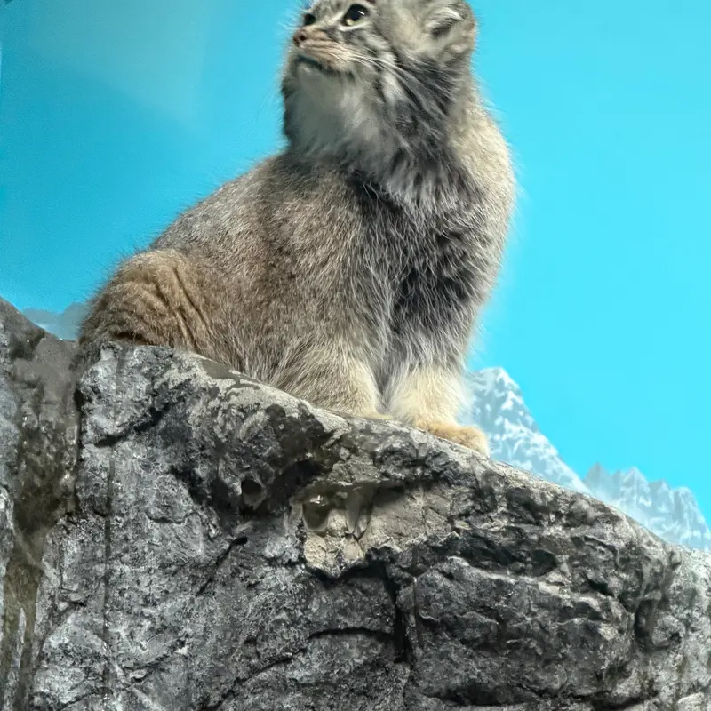 A photograph of Isabel in Cincinnati Zoo