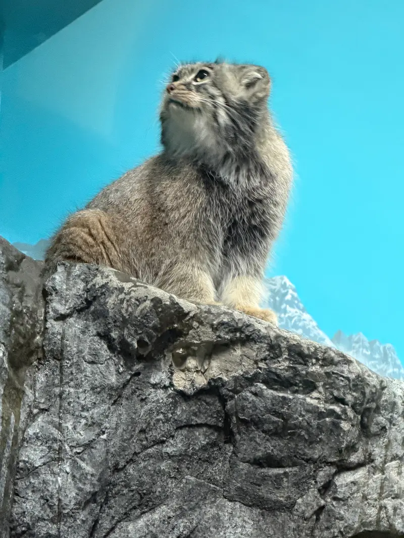 A photograph of Isabel in Cincinnati Zoo