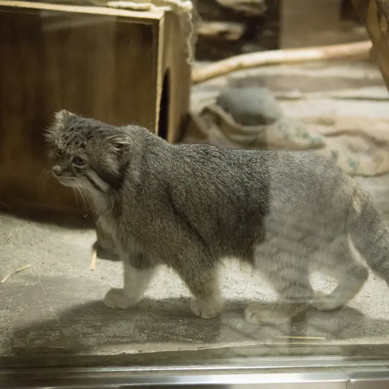 A photograph of Klyon in Ueno Zoological Gardens