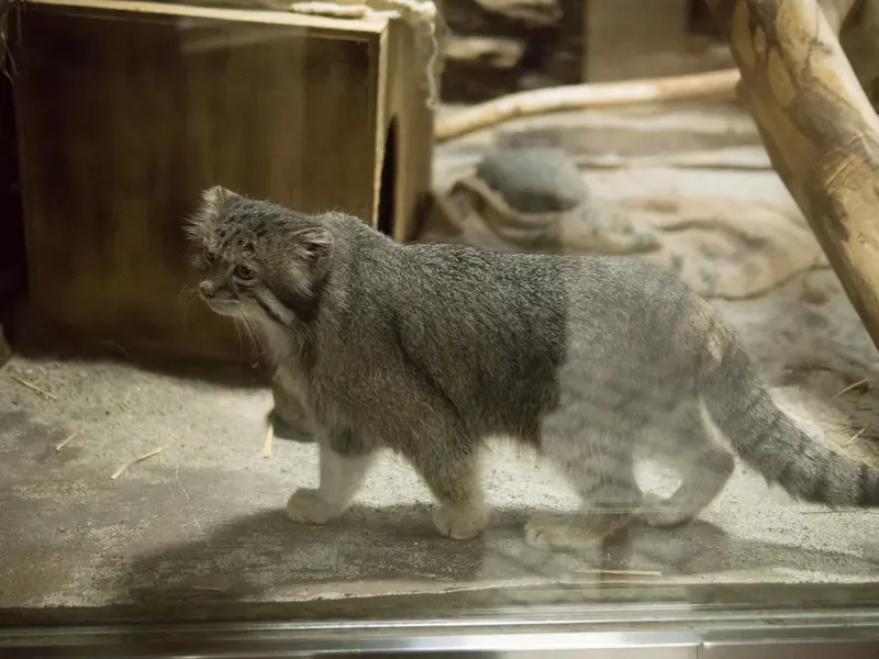 A photograph of Klyon in Ueno Zoological Gardens