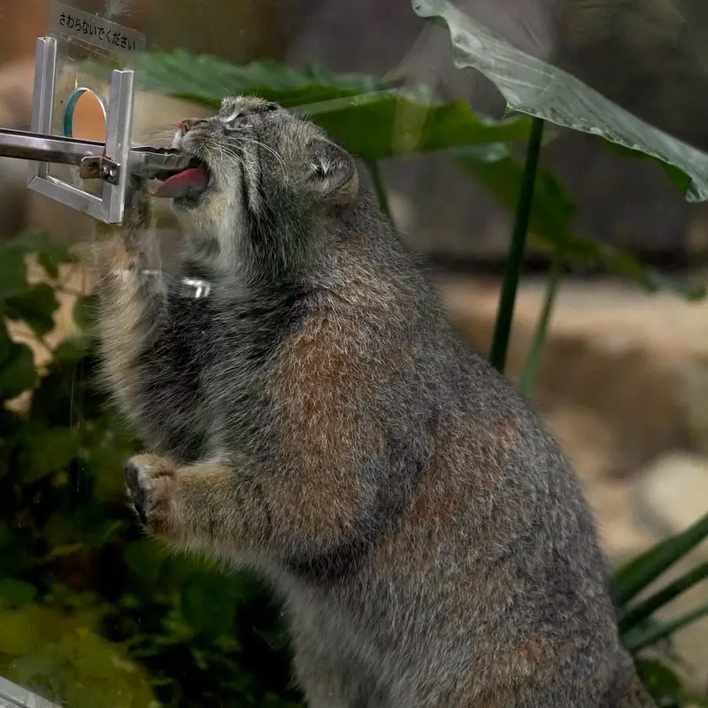 A photograph of Nar in Kobe Animal Kingdom