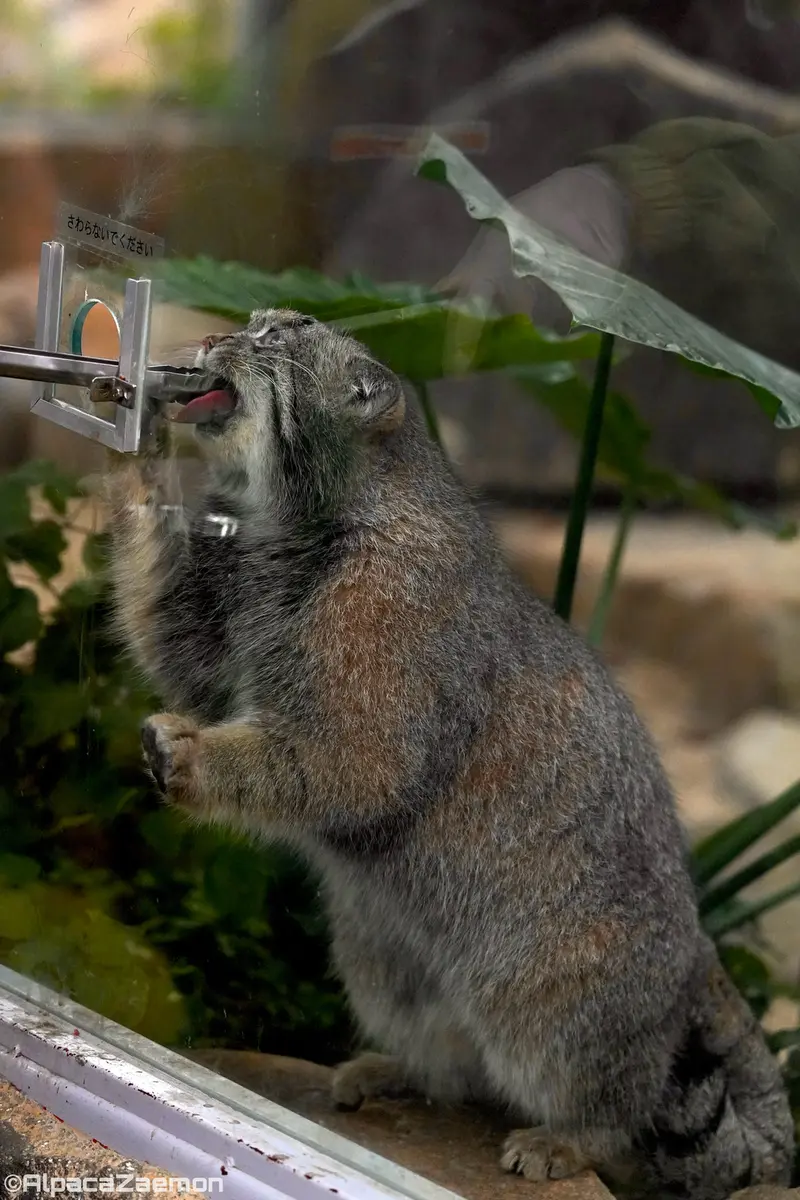A photograph of Nar in Kobe Animal Kingdom