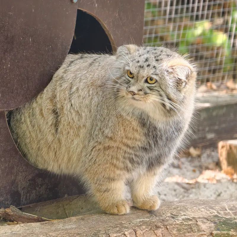 A photograph of Kitten of Alani b.2026 Ⅱ in Košice Zoo