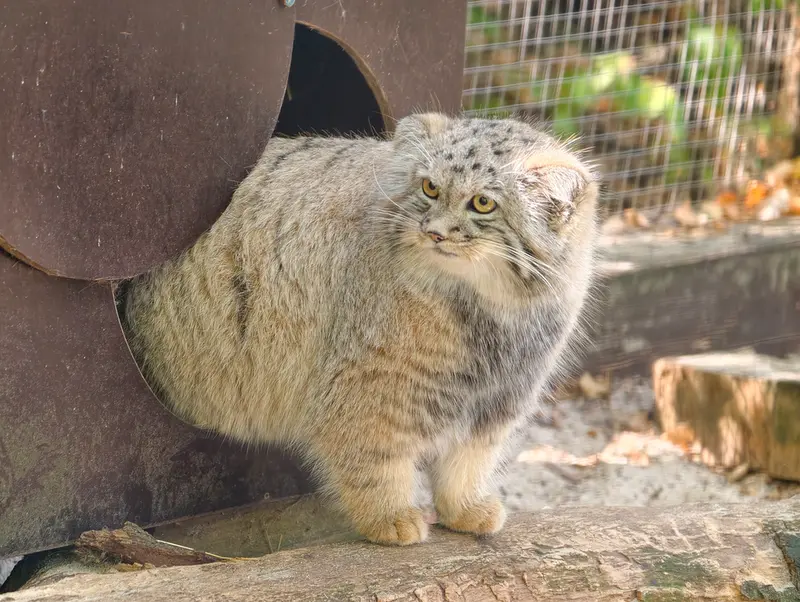 A photograph of Kitten of Alani b.2026 Ⅱ in Košice Zoo