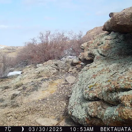 A photograph of a Pallas's cat from Bektauata 2 camera trap