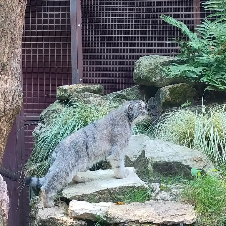 A photograph of Qolli-Olli in Ménagerie du Jardin des plantes