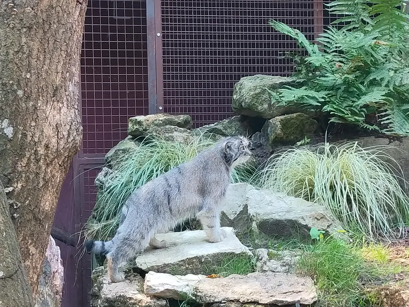 A photograph of Qolli-Olli in Ménagerie du Jardin des plantes