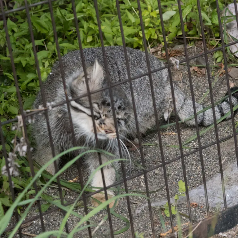 A photograph of Hide in Asahiyama Zoo
