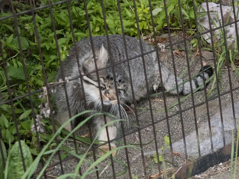A photograph of Hide in Asahiyama Zoo