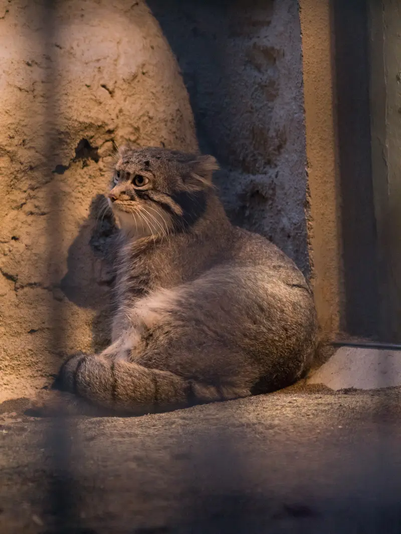 A photograph of Figa in Nogeyama Zoo