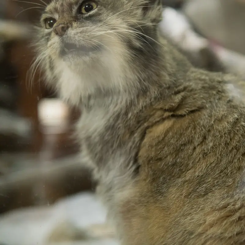 A photograph of Primula in Ueno Zoological Gardens