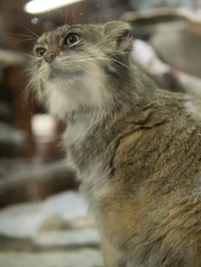 A photograph of Primula in Ueno Zoological Gardens