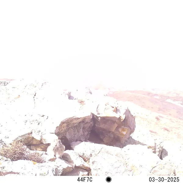 A photograph of Pika from Besshoky 1 camera trap