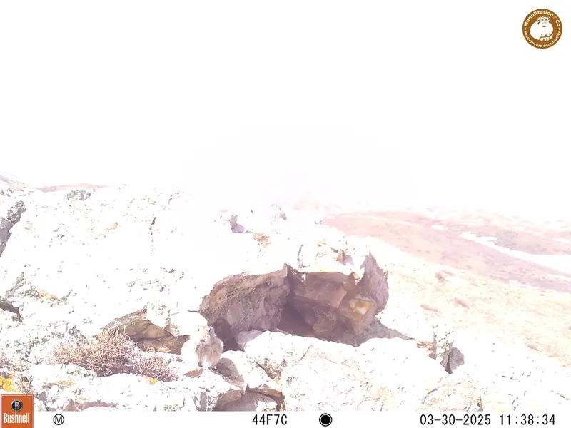 A photograph of Pika from Besshoky 1 camera trap