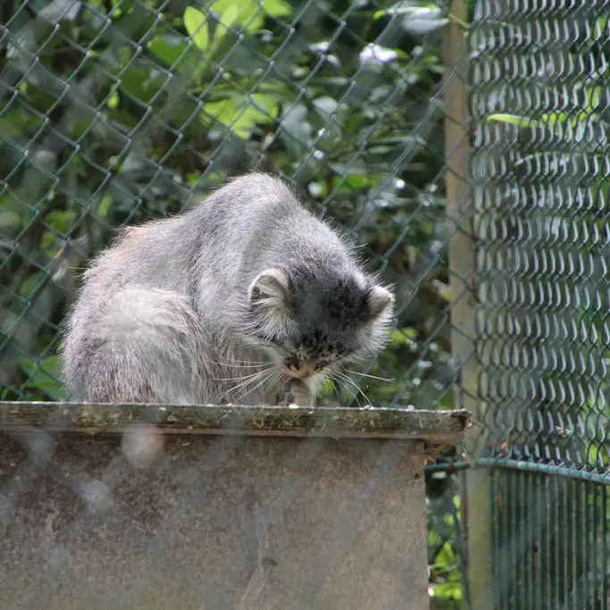 A photograph of Batu in Opel Zoo
