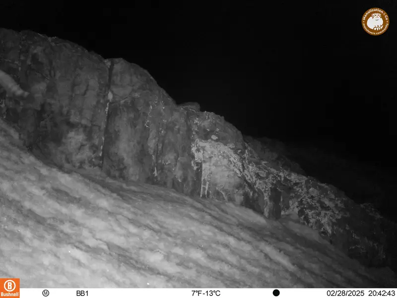A photograph of Otocolobus manul manul from Aktas-Kunkora camera trap