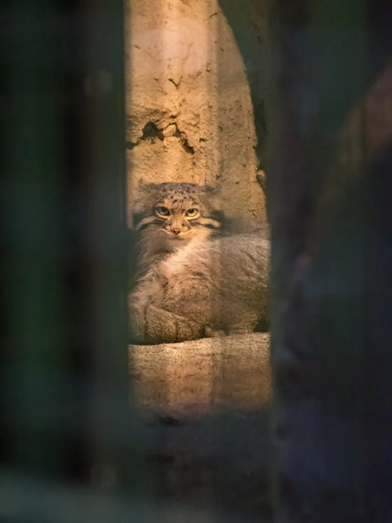 A photograph of Figa in Nogeyama Zoo