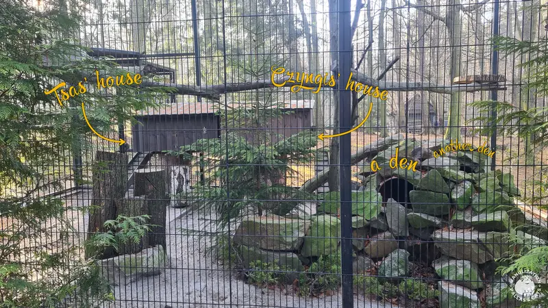 A photograph of a Pallas's cat