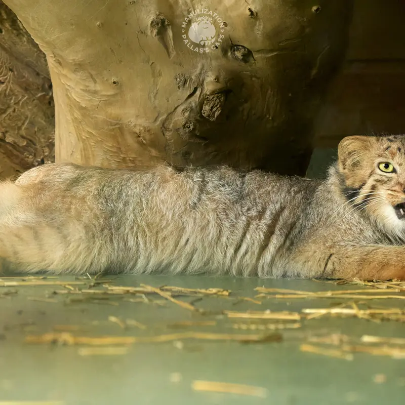 A photograph of Naré in Yerevan Zoo
