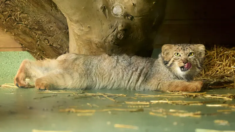 A photograph of Naré in Yerevan Zoo