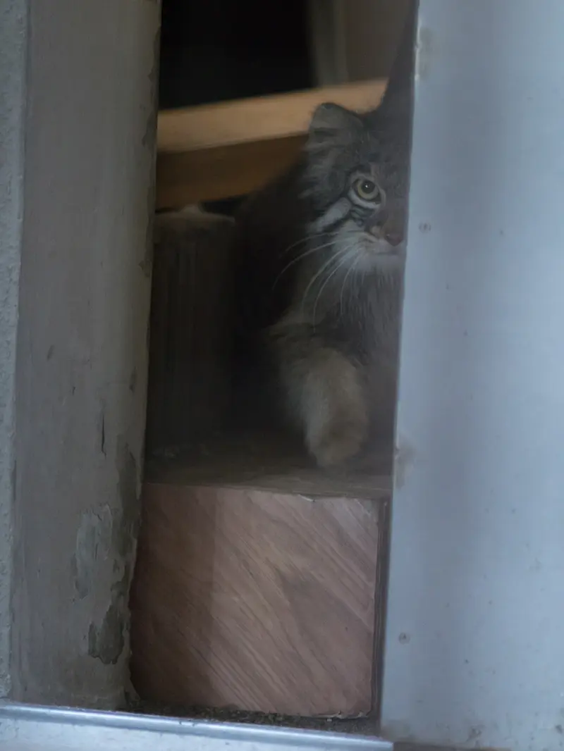A photograph of Figa in Nogeyama Zoo