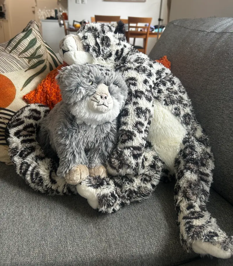 A photograph of a Pallas's cat
