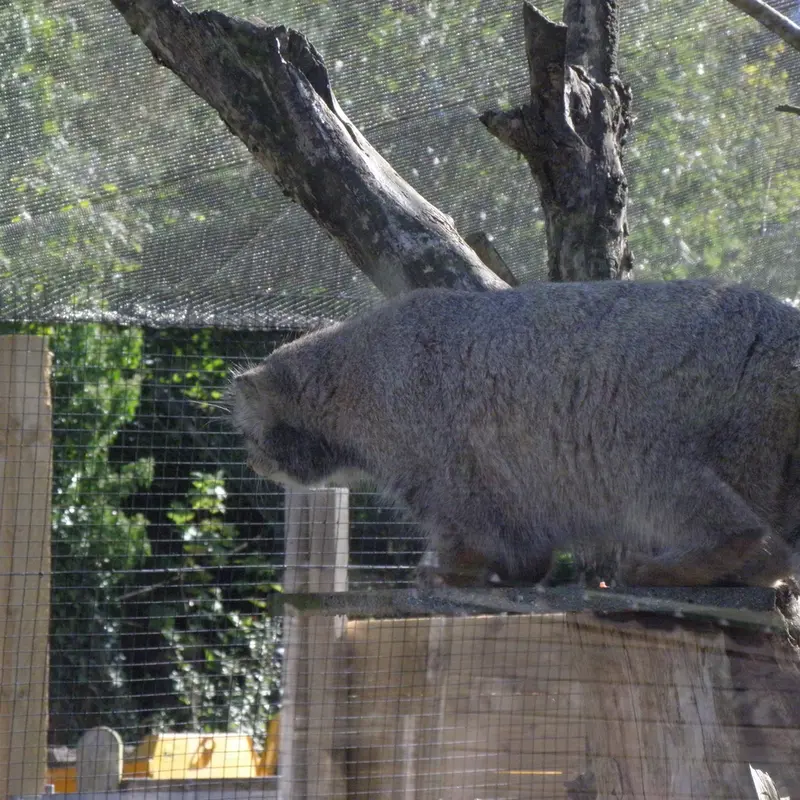 A photograph of a Pallas's cat in The Lakeland Wildlife Oasis