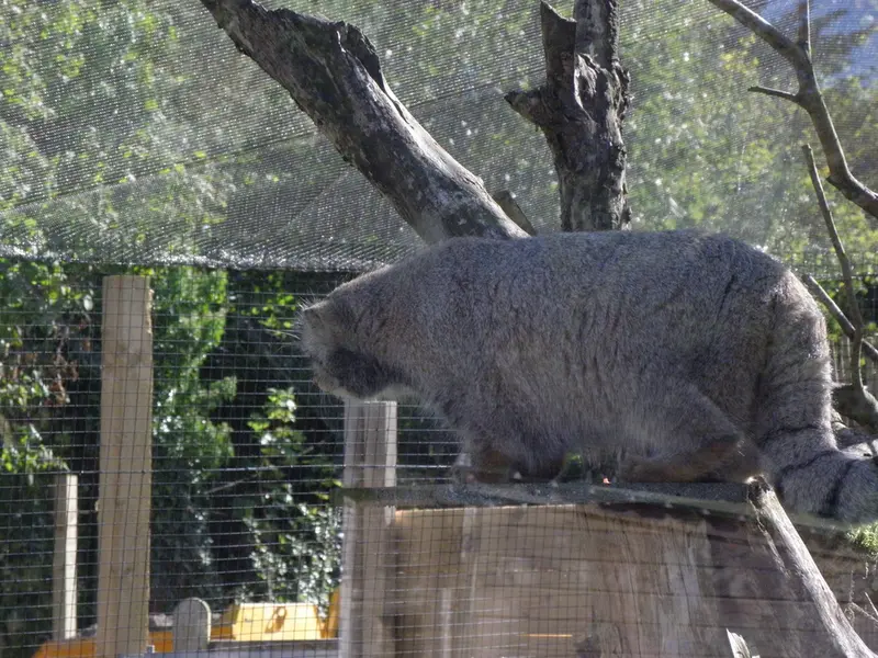 A photograph of a Pallas's cat in The Lakeland Wildlife Oasis