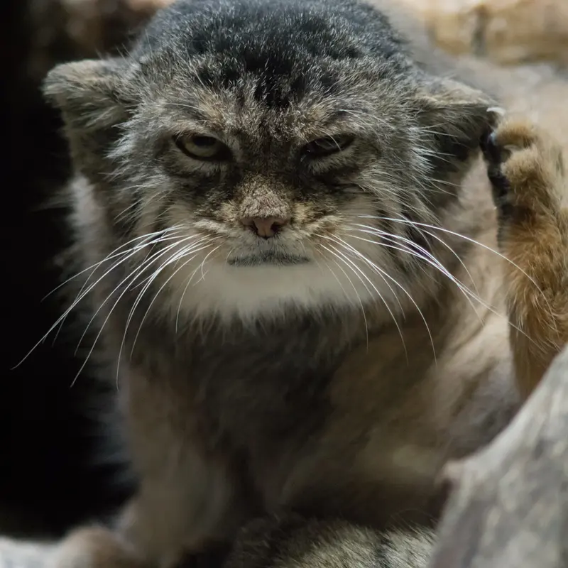 A photograph of Primula in Ueno Zoological Gardens