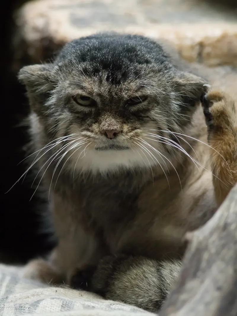 A photograph of Primula in Ueno Zoological Gardens