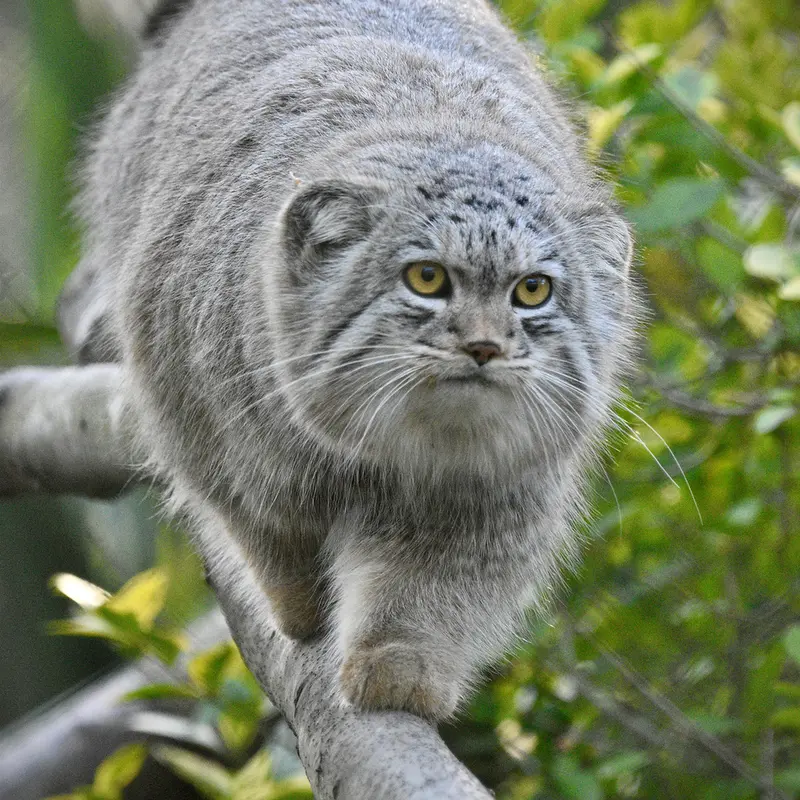 A photograph of Bat-Erdene in Port Lympne Wild Animal Park