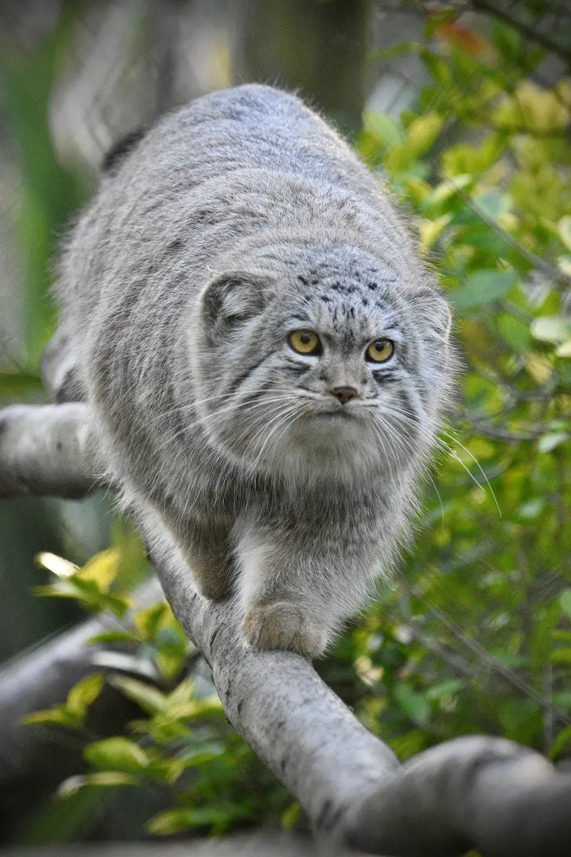 A photograph of Bat-Erdene in Port Lympne Wild Animal Park