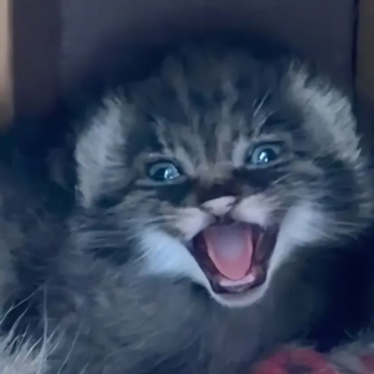 A photograph of Kitten of Eevie b.2026 Ⅰ in Niabi Zoo