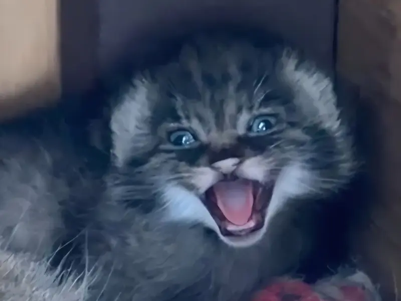 A photograph of Kitten of Eevie b.2026 Ⅰ in Niabi Zoo
