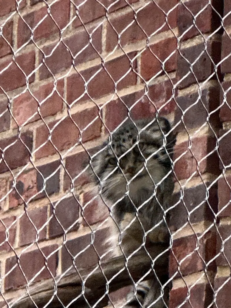 A photograph of a Pallas&#039;s cat in Prospect Park Zoo