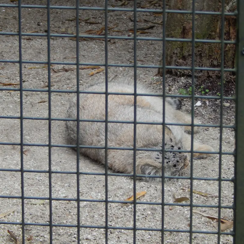 A photograph of Aldan in Zie-Zoo
