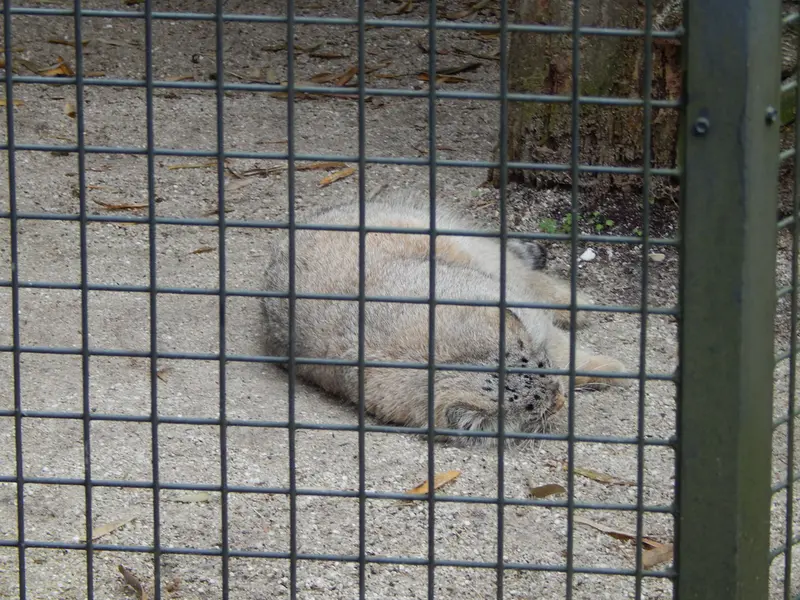 A photograph of Aldan in Zie-Zoo