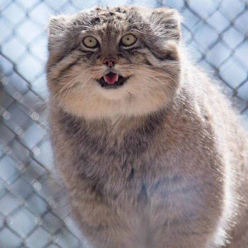 A photograph of Lotos in Saitama Children's Zoo