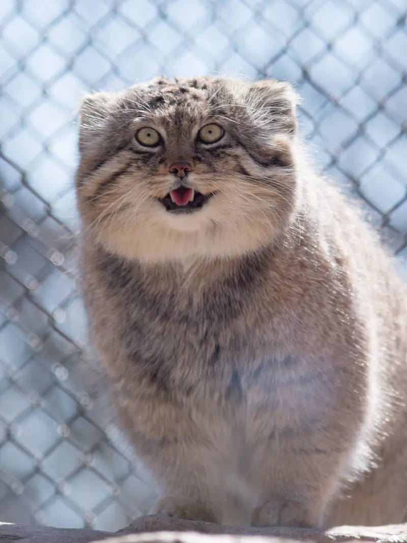 A photograph of Lotos in Saitama Children's Zoo