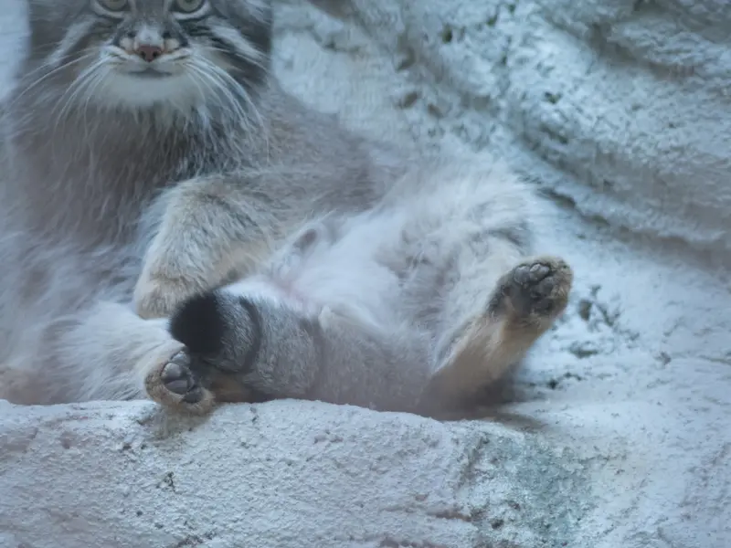 A photograph of Figa in Nogeyama Zoo