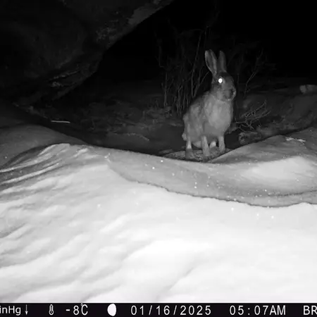 A photograph of European hare from Shubaraigyr camera trap