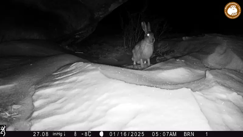 A photograph of European hare from Shubaraigyr camera trap