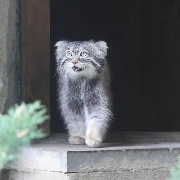 A photograph of a Pallas's cat in Moscow zoo