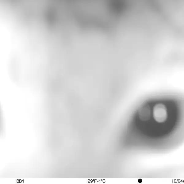 A photograph of Otocolobus manul manul from Aktas-Kunkora camera trap