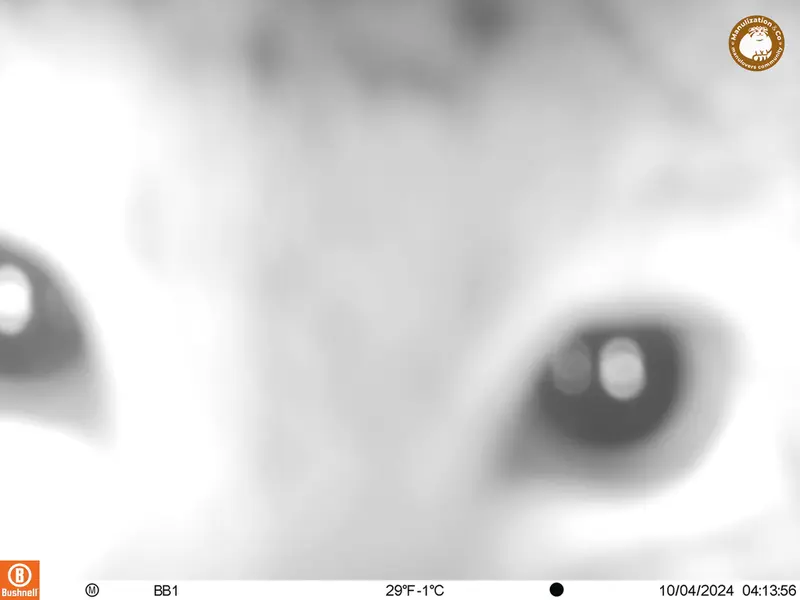 A photograph of Otocolobus manul manul from Aktas-Kunkora camera trap