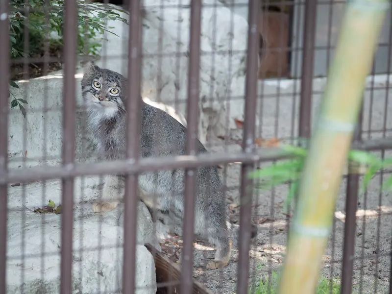 A photograph of Figa in Nogeyama Zoo