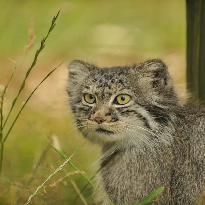 A photograph of Tula in The Big Cat Sanctuary