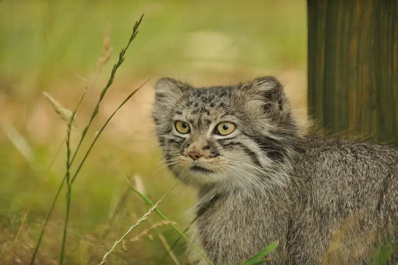 A photograph of Tula in The Big Cat Sanctuary