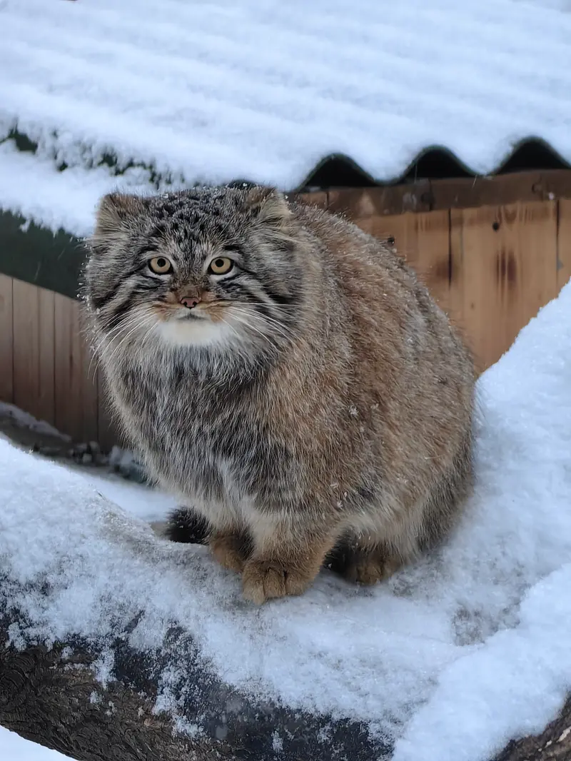 A photograph of Son of Snezhinka b.2025 Ⅲ in Novosibirsk Zoo