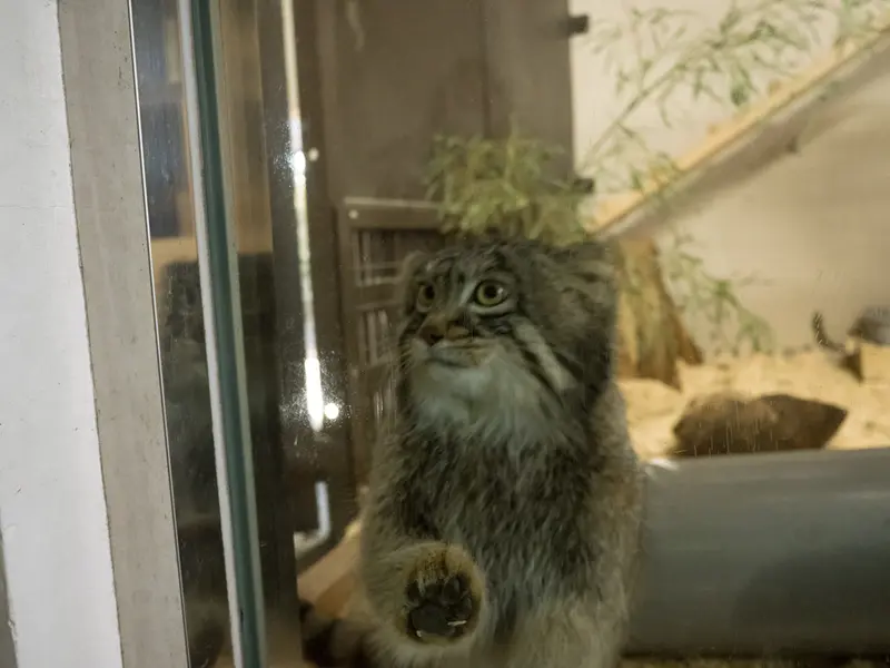 A photograph of Figa in Nogeyama Zoo